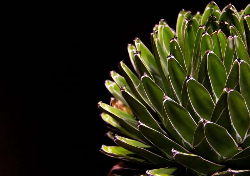 Bohemian Decor Succulents